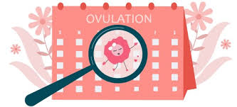 online ovulation calculator - my ovulation calculator