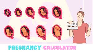pregnancy timeline calculator - pregnancy week calculator by lmp